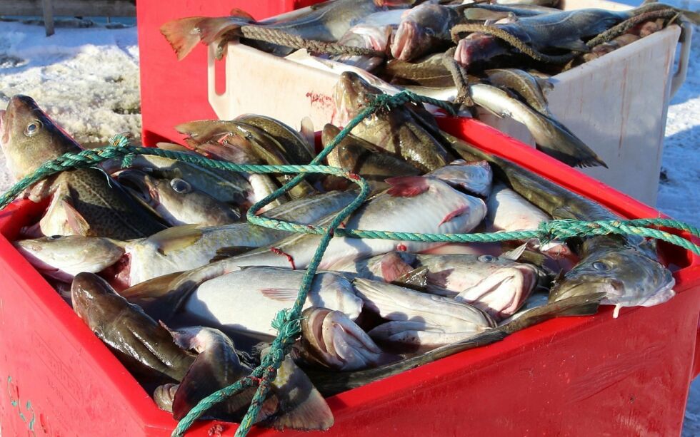 Nor­ges kyst­fisk­ar­lag og Nor­ges fiskarlag er blitt hørt angående kra­vet om re­gist­re­ring for land­ing av fisk.
Ill. foto: Torbjørn Ittelin