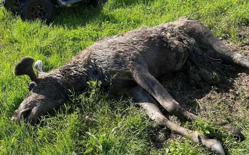 Bjør­nen som tok liv­et av denne elg­en i Jar­fjord fikk ikke spist så mye av den før den ble frakta bort.
 Foto: Ture Jensen