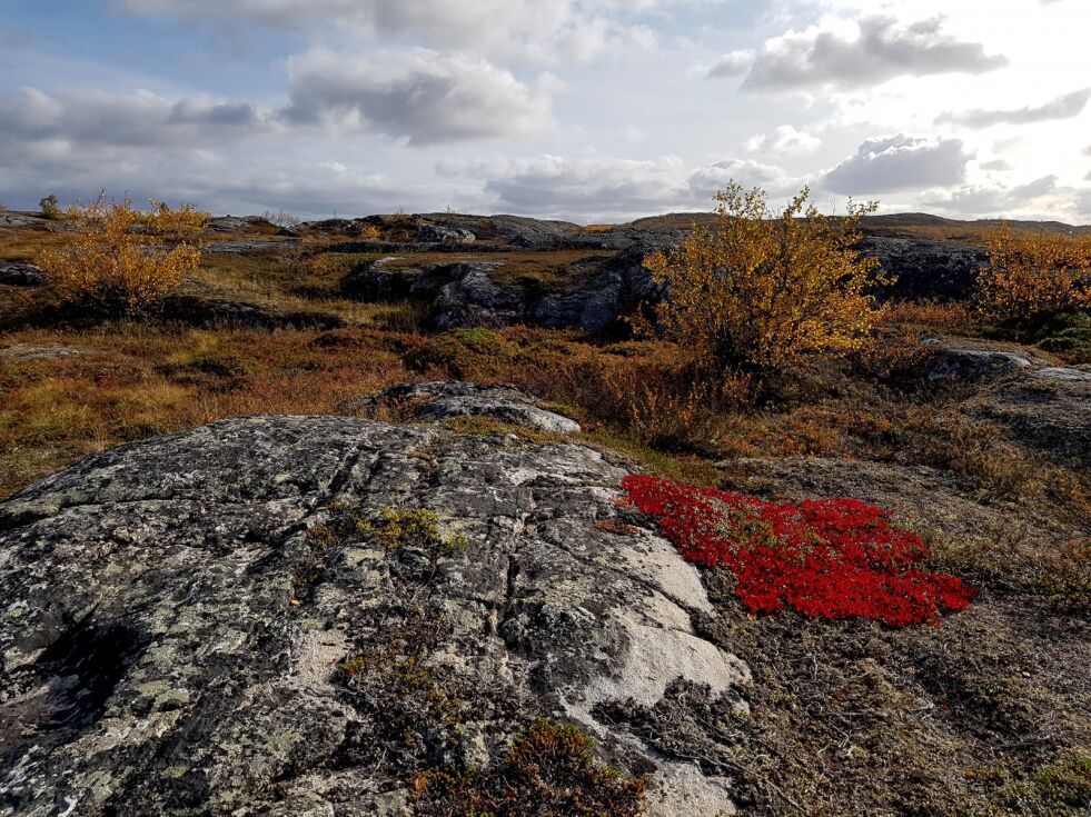 Rødmende lyng.
 Foto: Vigdis Rask