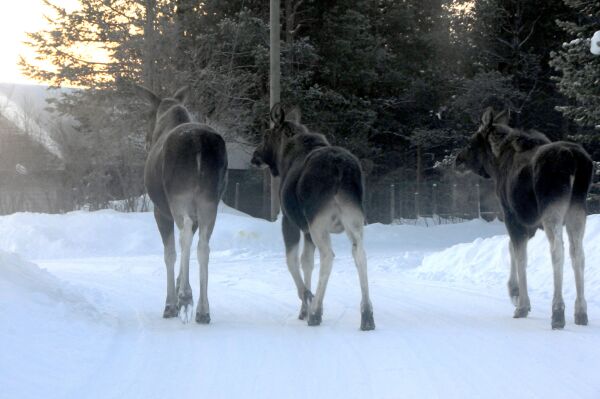 Sentrumselg i Karasjok