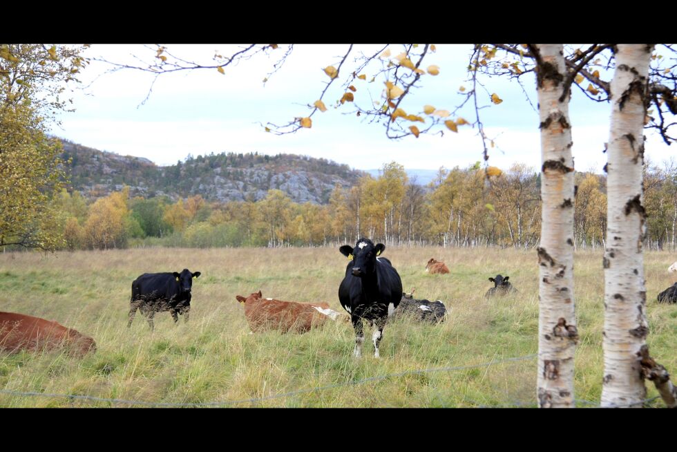 En oppvekst i slike omgivelser ser ut til å halvere risikoen for astma og allergi.
 Foto: Arkiv