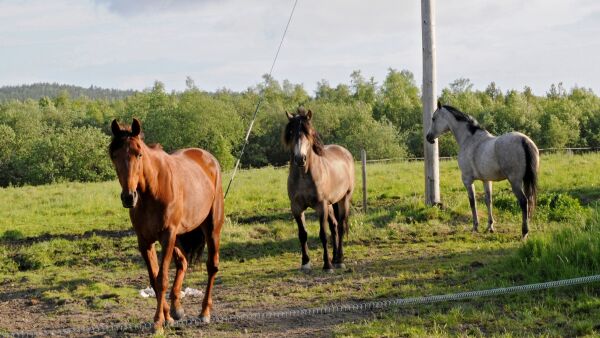 Nysgjerrige pasvikhester