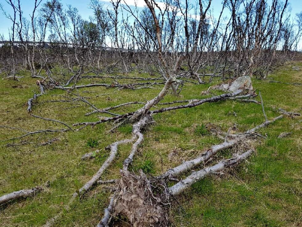I store områder råtner bjørkeskogen på rot etter lauvmakkens herjinger. Nå anbefales hogst på skog angrepet av lauvmakken.
 Foto: Tobjørn Ittelin
