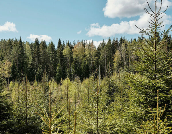 Nei til salg av Norge, ja til skog i felles eie!