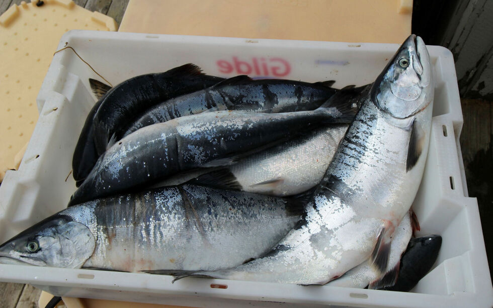 Aktivt fiske etter pukkellaks i sjøen kan bli en realitet før neste sommer.
