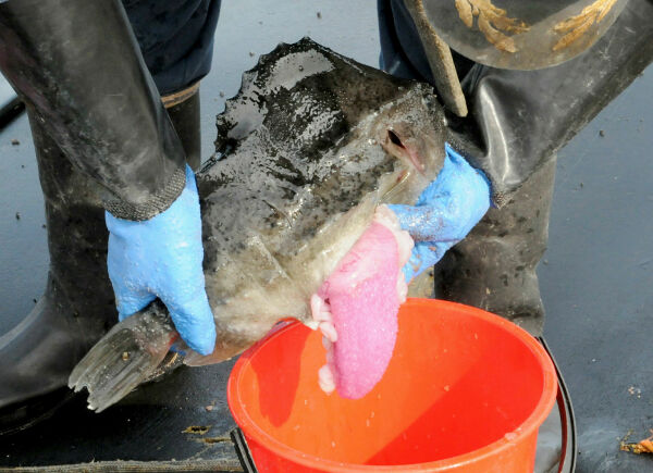 Utvider fisketiden for rognkjeks
