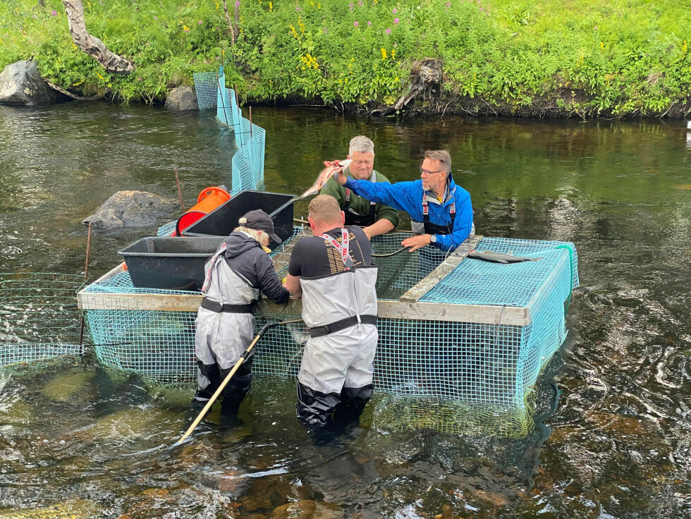 Fisken kjøles ned til to grader så raskt som mulig, før den blir hentet av fiskemottak.
 Foto: Hallgeir Henriksen