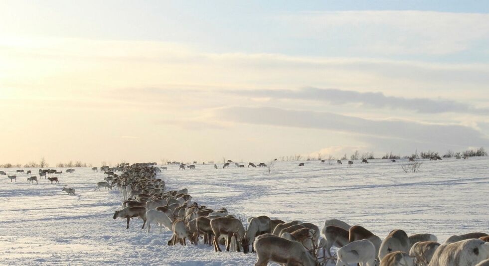 Illustrasjonsfoto: Elise Embla Scheele