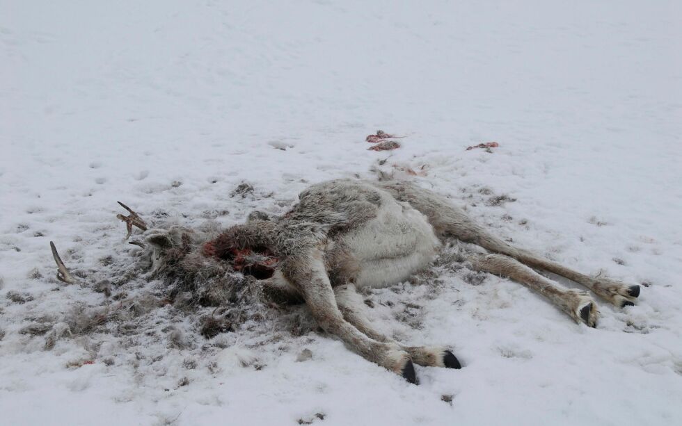 Brutal konsekvens av klimaendring er at reinsdyr sulter ihjel fordi det ikke får tilgang på beitet gjennom hard sne og is, som følge av ustabile vintre med smelting, regn, og gjenfrysing.
FOTO: GEIR VIE