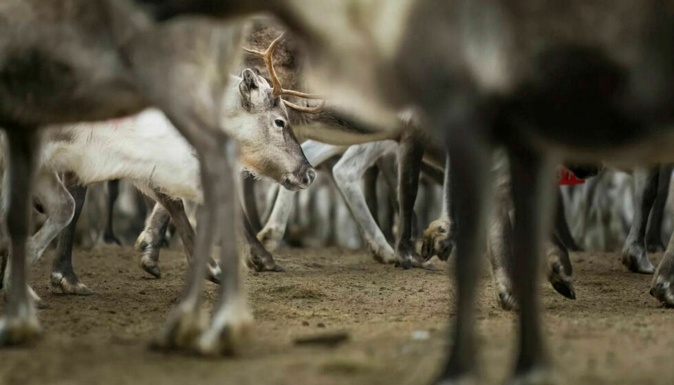 Reinsdyra på bildet er ikke innblandet i saken som kommer opp i tingretten neste uke.
 Foto: Cecilie Bergan Stuedal