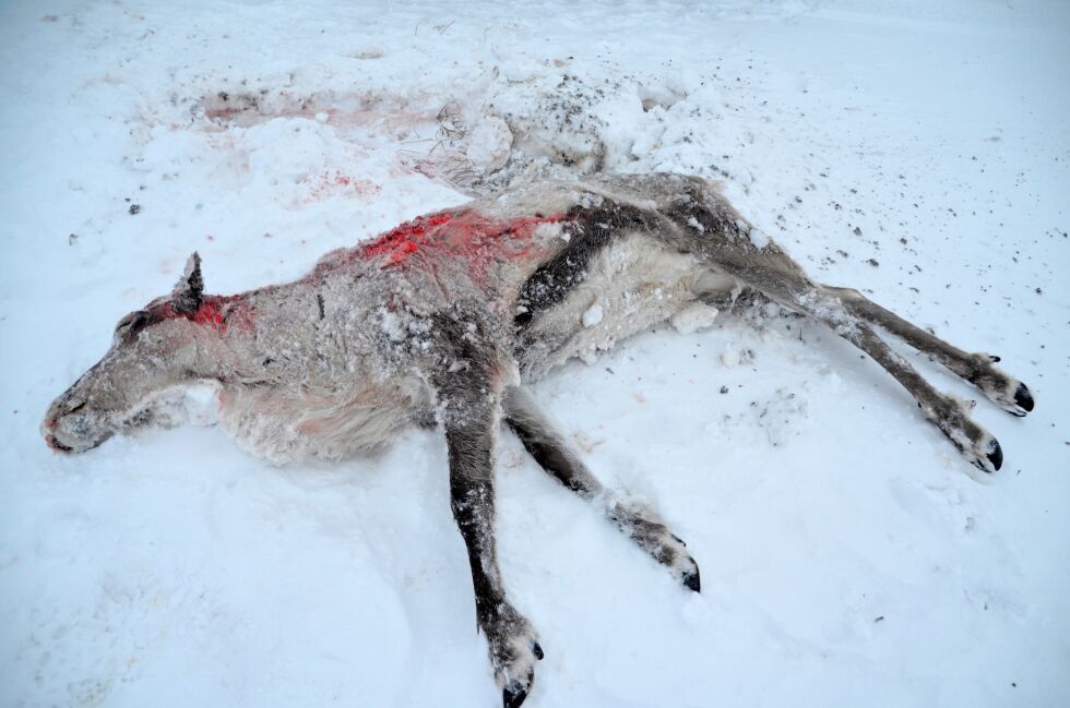 Bekymringsmeldingen ble sendt etter flere funn av reinkadaver i indre del av Nesseby kommune. Vi gjør oppmerksom på at dette kun er et illustrasjonsfoto.
 Foto: Privat