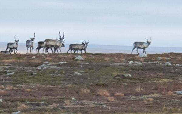 Hund skal ha jaget rein