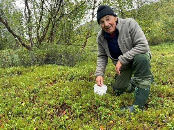 Nå skal tyttebæra plukkes