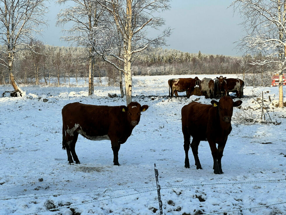 Disse kvigene sendes snart til slakting, men de får vandre ute på jordene på Øverli gård i Pasvik til slaktebilen kommer og henter dem.
 Foto: Hallgeir Henriksen