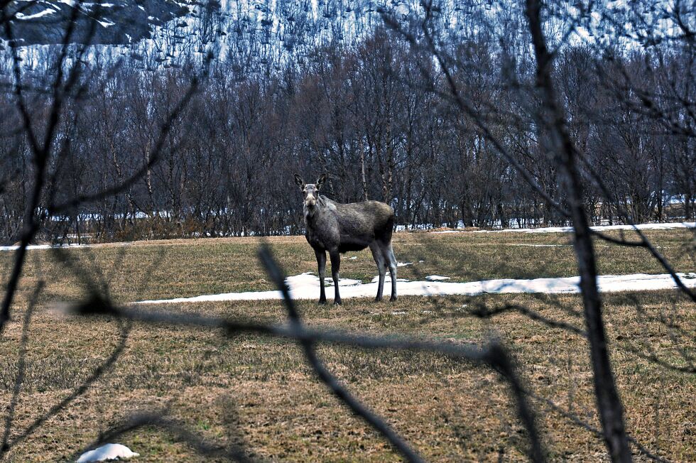 FeFo henter inn mer enn 4 millioner kroner fra fjorårets elgjakt. Prisene de opererer med ligger imidlertid godt under eksempelvis Statskog.
 Foto: Erik Brenli (Arkiv)