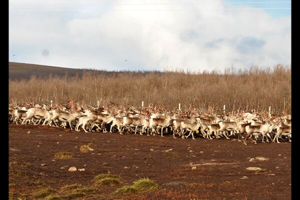 Kartlegging over hele Nord-Norge
