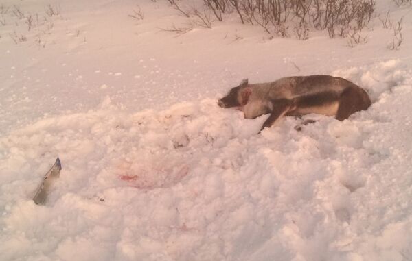 «Avskiltet» rein og promille i Lakselv