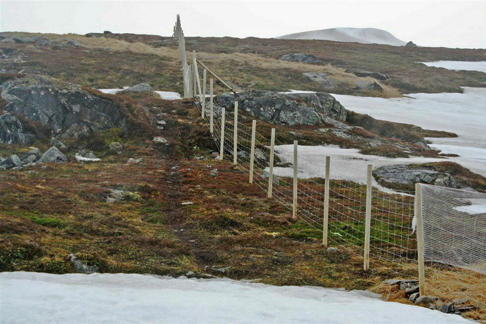 Hammerfest kommune forhøyer reingjerdet for å holde reinen unna byen. Her er det lite sne, men mye av gjerdet rundt byen er så nedsnedd at reinen spaserer over i mot byen.
 Foto: Hammerfest kommune