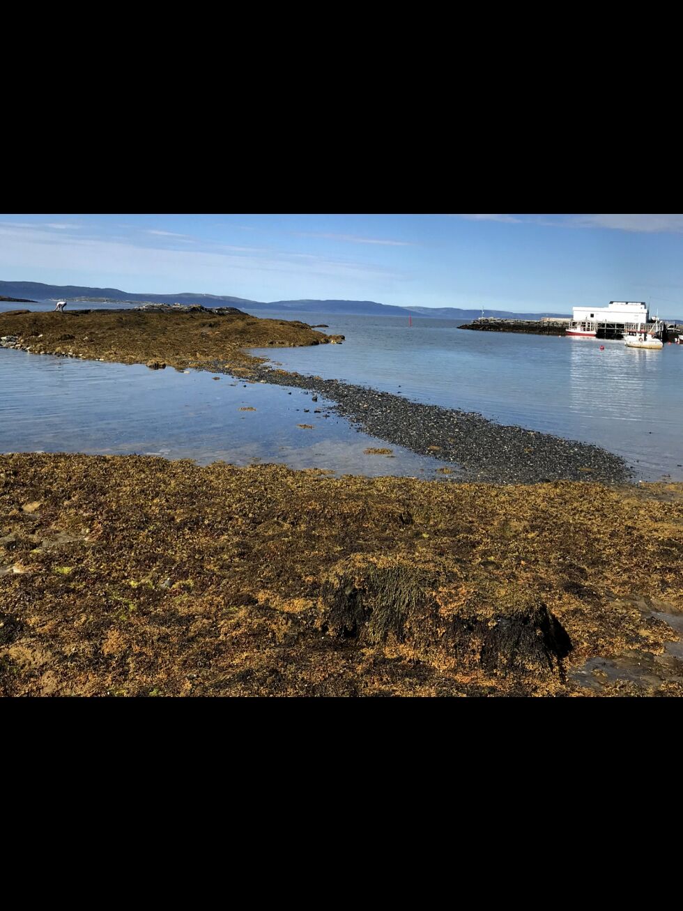 LANDFAST HOLME: Holmbuktholmen i Holmfjord ligger landfast med eiendommen Holmbukt. I bakgrunnen til høyre ses Holmfjordbruket.
 Foto: Privat