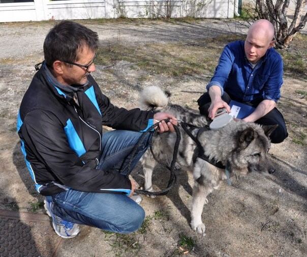 Einar Asbjørnsen (til høyre) kan her konstatere at jaktlaget til Peder Birkely, som har fått tildelt feltet Ámmunája i Karasjok, har en godkjent hund til høstens elgjakt.
 Foto: FeFo