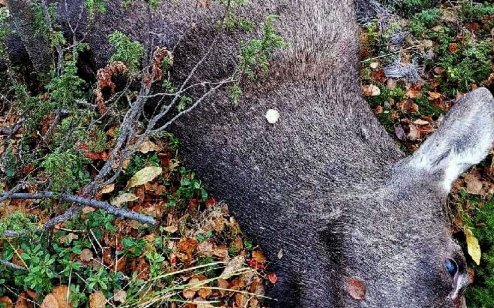 Jaktlagene som skal jakte elg i Tana denne høsten må forholde seg til at det kan felles maksimalt seks dyr per jaktfelt. Tidligere år har man i enkelte felt skutt tosifret antall dyr.
Foto: Privat