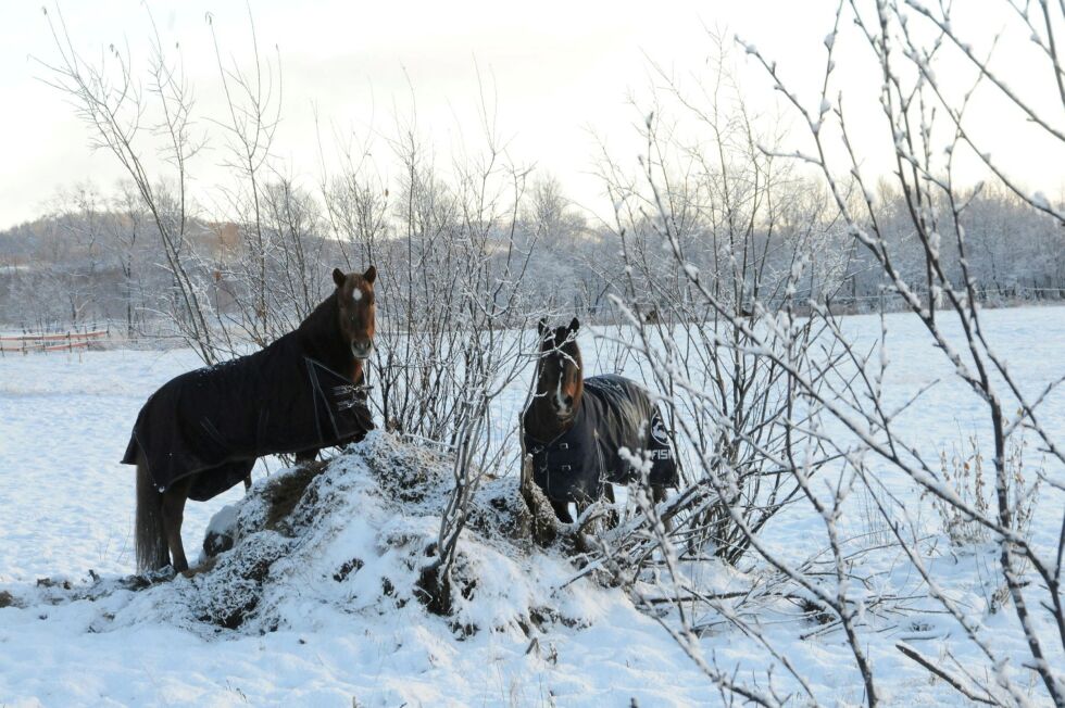 Disse hestene i Jarfjord var kledd med dekken til å møte både vinter og sne da denne vinterens første sneen la seg 17. oktober. Foto: Hallgeir Henriksen