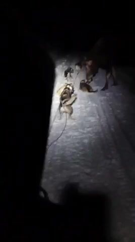Elgkua herjer i hundeflokken