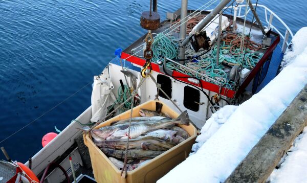Hvordan sikre rekrutteringen i fisket