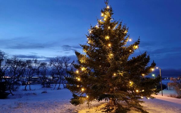 Sparer penger og miljø med kortreiste juletrær