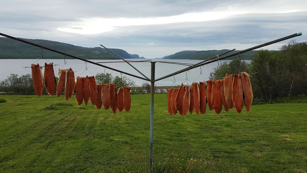 Nyrøkt laks på klessnora hører definitivt under kategorien «sjeldne syn», men i Jarfjord har sjølaksefisker Frank Emil Trasti funnet ut at den er fortreffelig til laksetørking.
Foto: Frank Emil Trasti