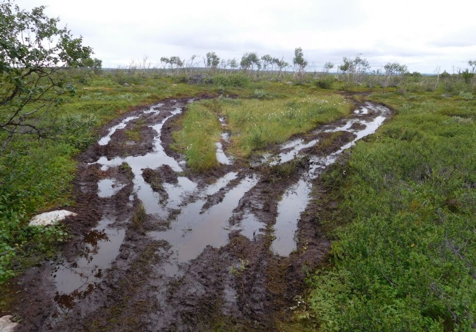 VÅTT: Våte barmarkstraseer gjør at Tana kommune vurderer å stenge en del løyper.
 Foto: Statens Naturoppsyn