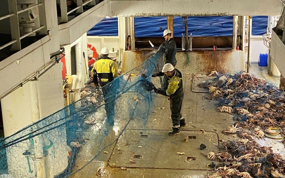 Tusenvis av døde kongekrabber har blitt fjernet fra garn som har blitt mistet i sjøen. Foto: Fiskeridirektoratet