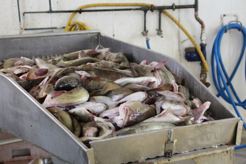 Politiet i Finnmark mener beslaget på 2,3 tonn fiskefilet utgjør omlag ti tonn ulovlig fiske.
 Foto: Torbjørn Ittelin