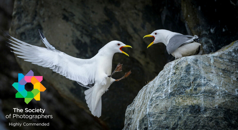 «Lovers quarrel» mottok en utmerkelsen Highly Commended i den månedlige fotokonkurransen til The Societies of International Photographers.
 Foto: Cecilie Bergan Stuedal