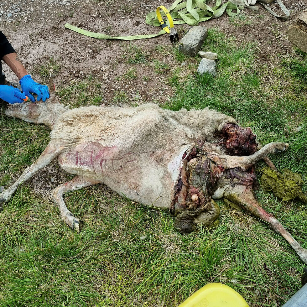 Bjørnen har angrepet søyas jur, noe som er typisk tegn på at det er bjørn som har forårsaket skadene.
 Foto: Statens Naturoppsyn
