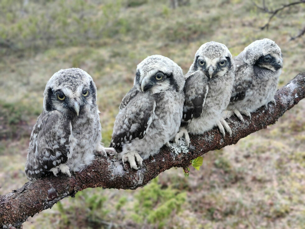Haugugleunger på rekke og rad.
 Foto: Tomas Aarvak