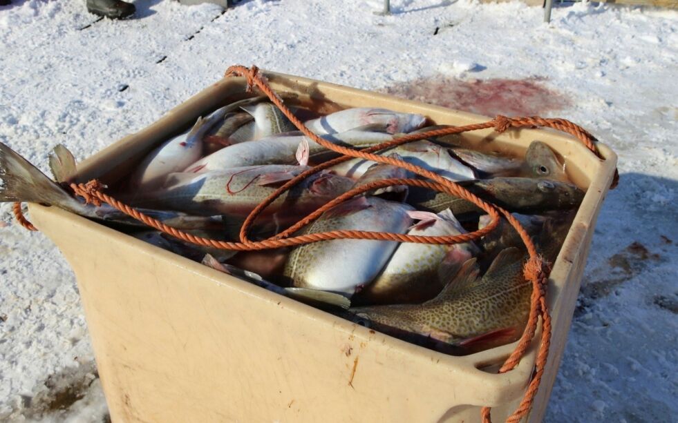 Også fiskerinæringen er rammet av corona-situasjonen, og det er nå gitt dispensasjoner fra enkelte krav knyttet til fisket.
Foto: Torbjørn Ittelin