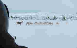 - Er reindrifts-dreng