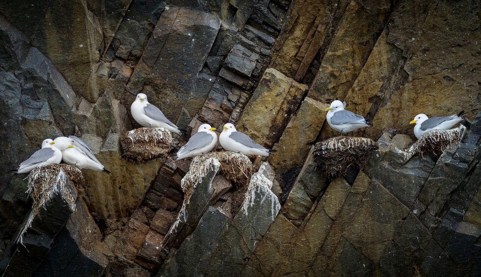 Sjette året på rad er det registrert dårlig hekkesesong av sjøfugl i natur­re­ser­va­tet Rein­øya og Horn­øya ved Vardø.
 Foto: Cecilie Bergan Stuedal
