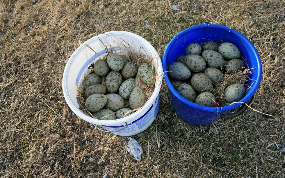 I høringsforslaget heter det blant annet at måseegg er en ressurs og kan benyttes som mat, men det er viktig at sankingen av egg gjennomføres på en bærekraftig måte.
Arkivfoto: Anthon Sivertsen