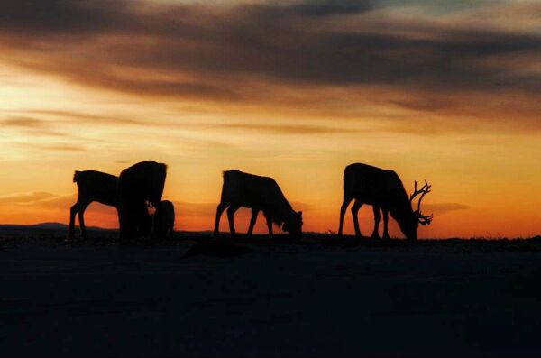 Rein i solnedgang