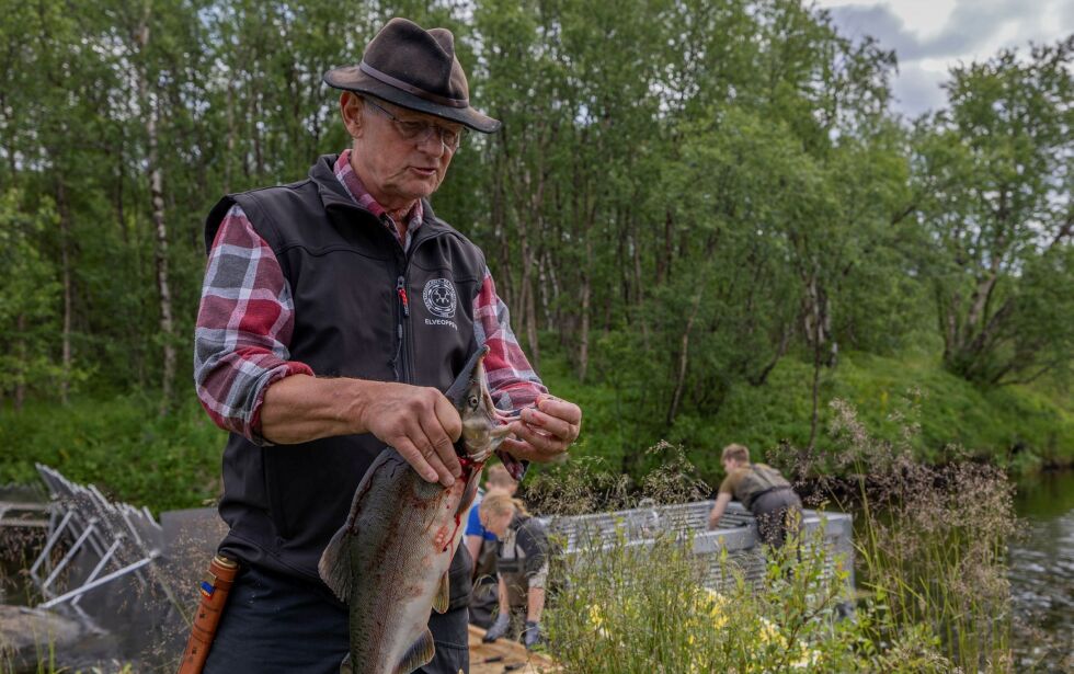 Øystein Hansen i Sør-Varanger jeger- og fiskerforening le­der ar­bei­det med puk­kel­laks­en i tre elver i Sør-Var­ang­er.
 Foto: Norges Jeger- og Fiskerforbund