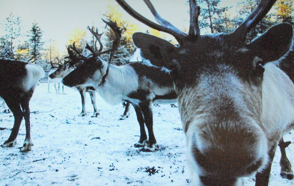 I årets sesong er det slaktet 43.464 rein fra september til november.
 Foto: Stein Torger Svala