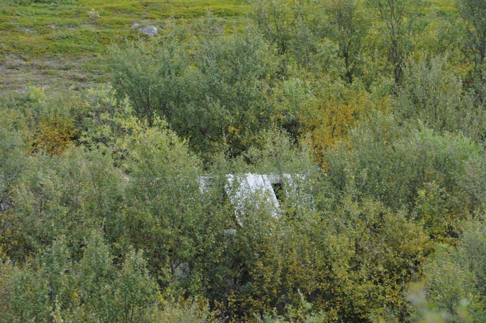 Den­ne løa ut­en­for Bug­øy­nes hol­der på å falle sam­men, og sko­gen er i ferd med å skjule den helt. Foto: Hall­geir Hen­rik­sen