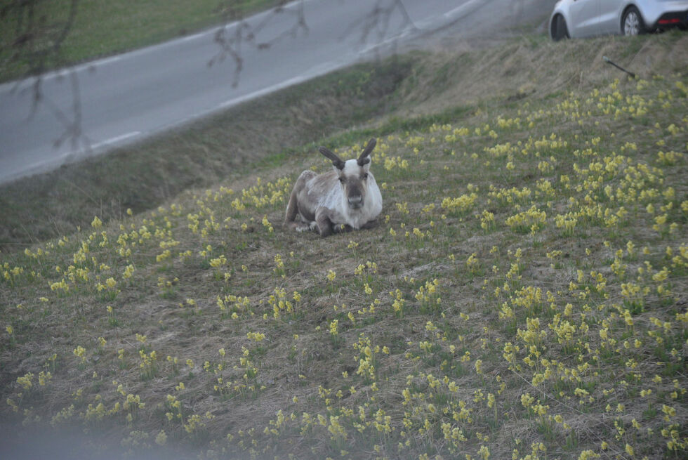 Illustrasjonsfoto.
 Foto: Steinar Solaas