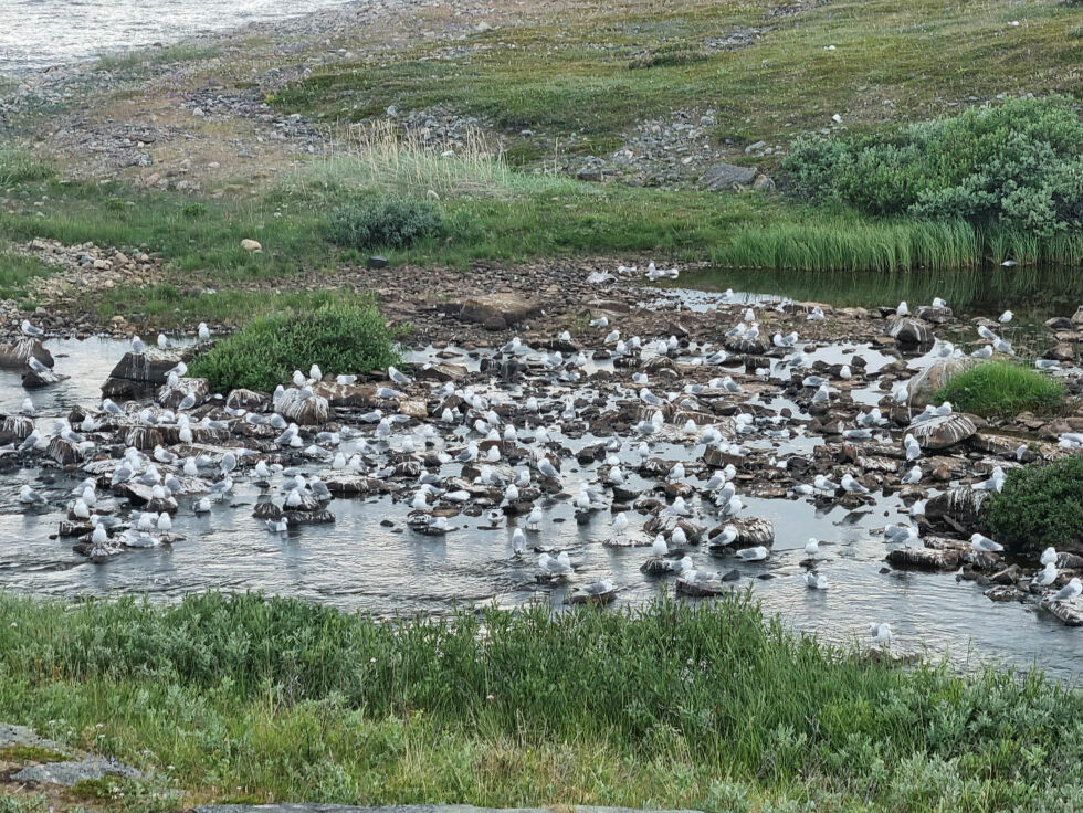 Hundrevis, om ikke tusenvis, av døde og syke fugler har de siste dagene vært sett ved flere elver øst i Vadsø kommune. Dette er fra Sjåbuselva.
 Foto: Torbjørn Ittelin