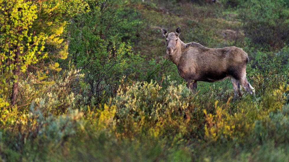 Land­bruks­di­rek­to­ra­tet har lan­sert nye løs­ning­er som skal gjø­re det lett­ere for både de som av­hol­der sky­te­prø­ver og for je­ge­re.
 Foto: Cecilie Bergan Stuedal
