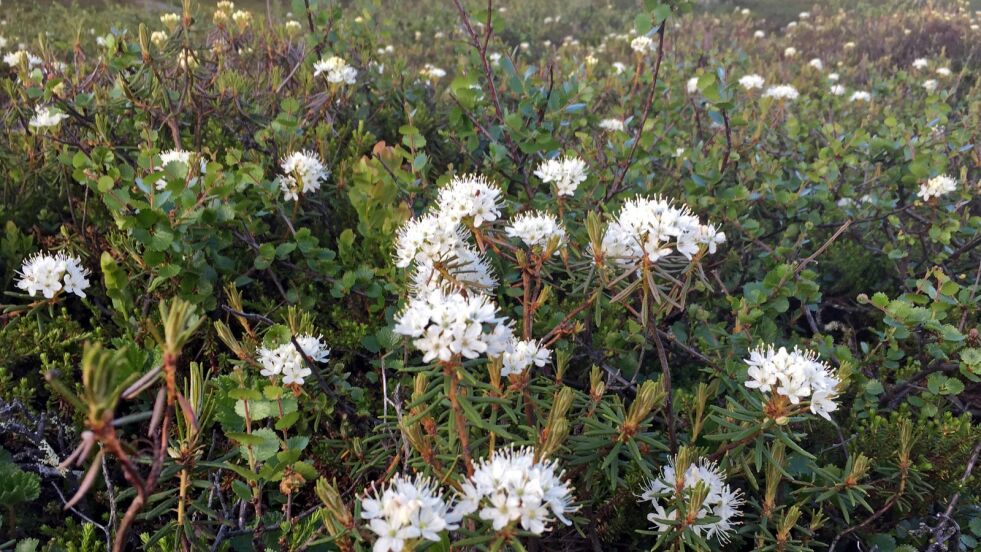 Finnmarks­porsen blomstrer.
 Foto: Hallgeir Henriksen