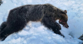 Nei til skadefelling av bjørn i Karasjok