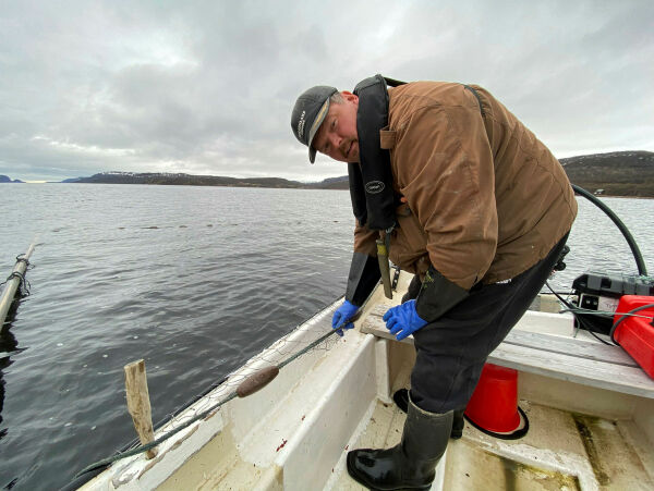 Om et målrettet fiske etter pukkellaks